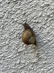 Cornu aspersum