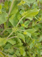 Acanthospermum hispidum