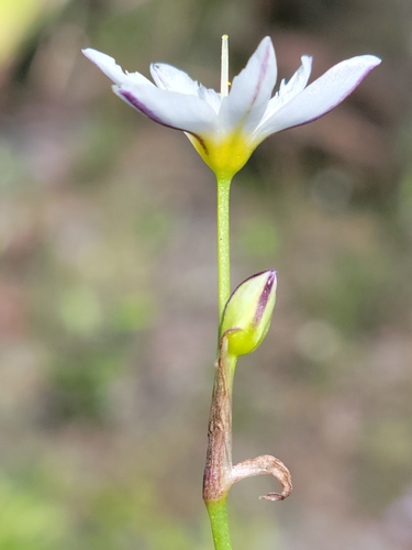 Nothoscordum bivalve image