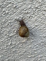 Cornu aspersum