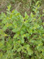 Acanthospermum hispidum
