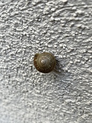 Cornu aspersum