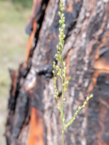 Image of Dichanthelium neuranthum by (c) Jay Horn, some rights reserved (CC BY)