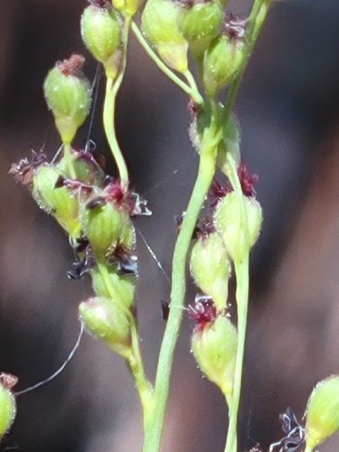 Image of Dichanthelium neuranthum by (c) Jay Horn, some rights reserved (CC BY)