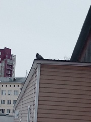 Columba livia domestica