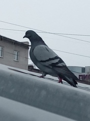 Columba livia domestica
