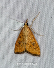 Udea ferrugalis