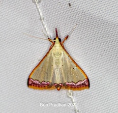Autocharis amethystina