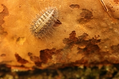 Aegithus clavicornis