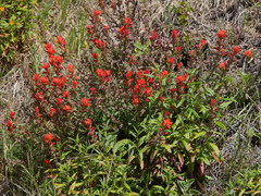 Castilleja mendocinensis
