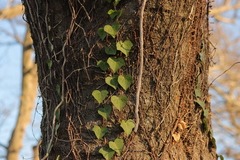 Hedera rhombea