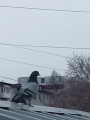Columba livia domestica