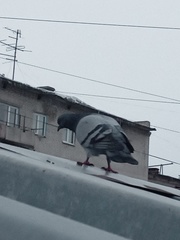 Columba livia domestica