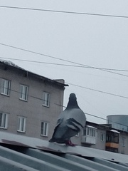 Columba livia domestica