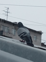 Columba livia domestica