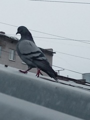 Columba livia domestica