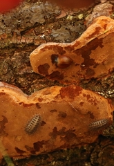 Aegithus clavicornis