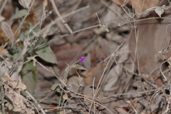 Dicliptera resupinata
