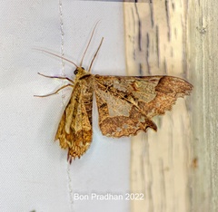 Krananda semihyalina