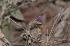 Dicliptera resupinata