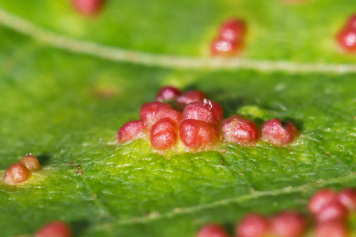 Maple Bladdergall Mite