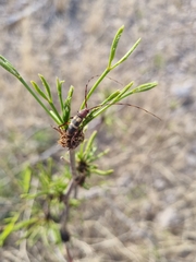 Aethecerinus latecinctus