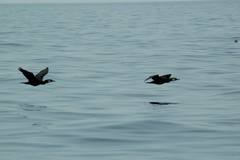 Phalacrocorax capillatus