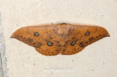 Agnidra discispilaria