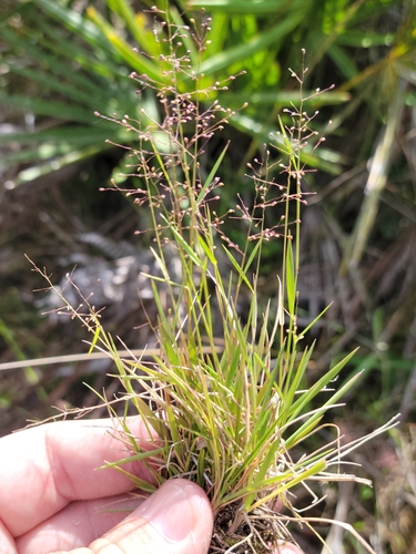 Image of Small-Seeded Panicgrass (Dichanthelium chamaelonche) by (c) Jay Horn, some rights reserved (CC BY)