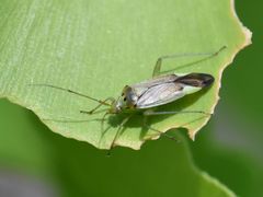 Closterotomus trivialis