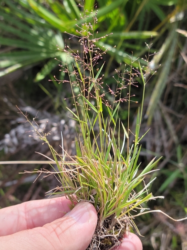 Image of Dichanthelium chamaelonche by (c) Jay Horn, some rights reserved (CC BY)