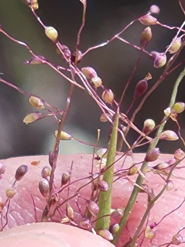 Image of Dichanthelium chamaelonche by (c) Jay Horn, some rights reserved (CC BY)