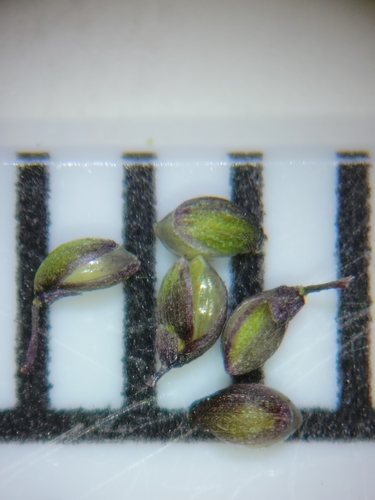 Image of Dichanthelium chamaelonche by (c) Jay Horn, some rights reserved (CC BY)
