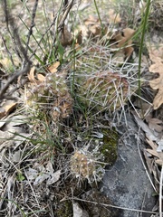 Opuntia × columbiana