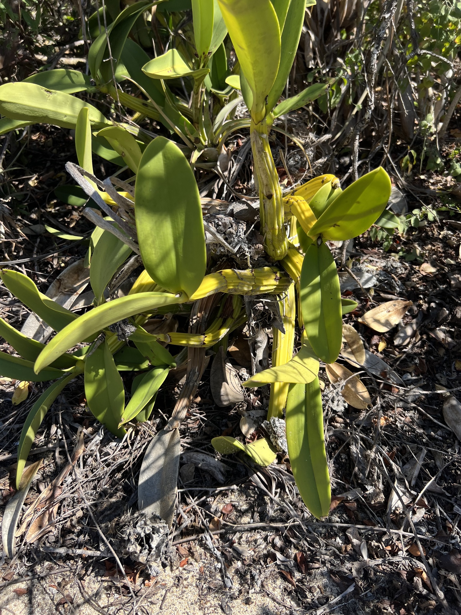 Myrmecophila galeottiana (A.Rich.) Rolfe