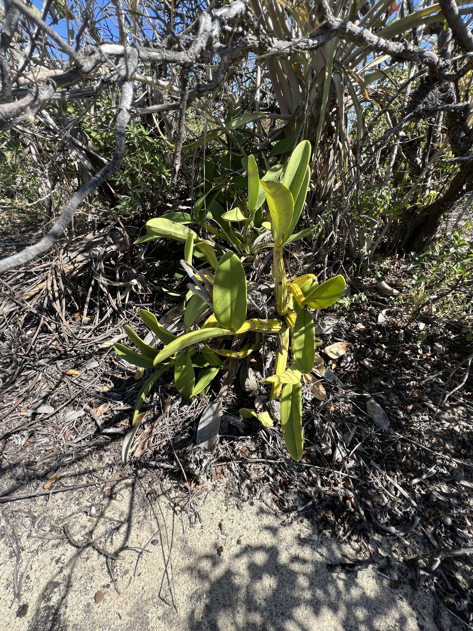 Myrmecophila galeottiana (A.Rich.) Rolfe