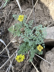 Lomatium papilioniferum