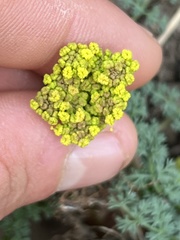 Lomatium papilioniferum