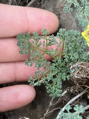 Lomatium papilioniferum