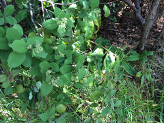 Santalum paniculatum