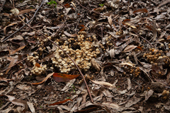 Basidiomycota