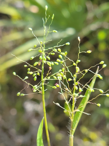 Image of Dichanthelium strigosum by (c) Jay Horn, some rights reserved (CC BY)