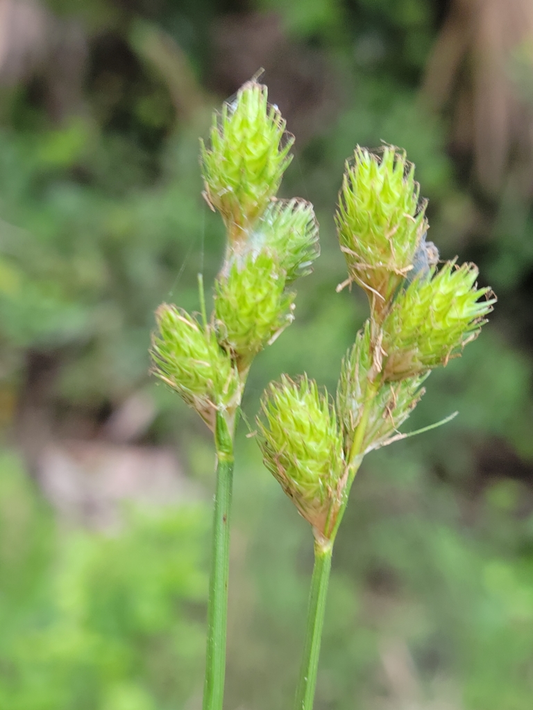 Florida Hammock Sedge from Corkscrew, FL, USA on March 22, 2022 at 04: ...