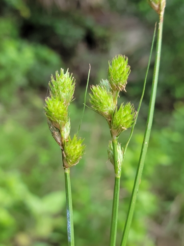 Image of Carex vexans by (c) Jay Horn, some rights reserved (CC BY)