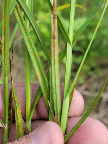 Image of Carex vexans by (c) Jay Horn, some rights reserved (CC BY)