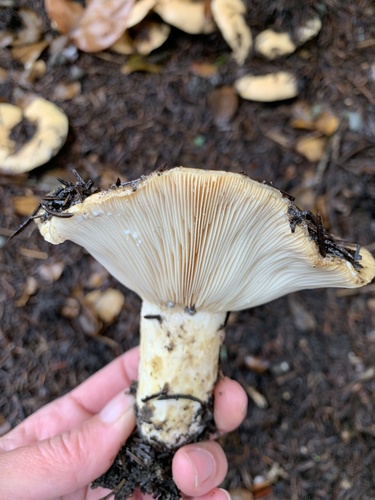 iNaturalist observation photo of golden milkcap