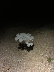 Linanthus dichotomus