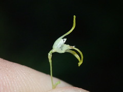 Specklinia morganii