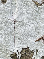 Phlyctis boliviensis