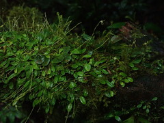 Specklinia morganii